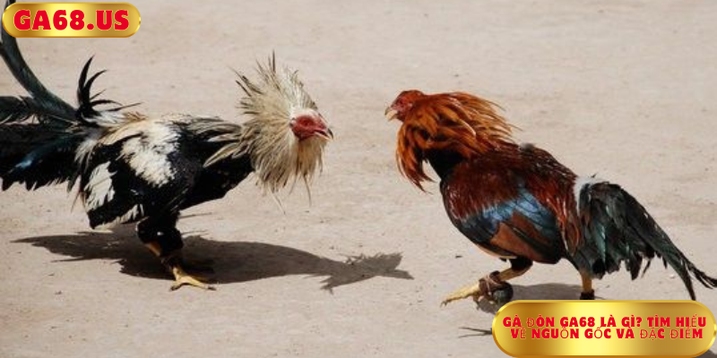 Gà Đòn Ga68 Là Gì? Tìm Hiểu Về Nguồn Gốc và Đặc Điểm Gà Đòn Ga68 Là Gì? Tìm Hiểu Về Nguồn Gốc và Đặc Điểm