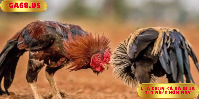 Lựa Chọn Đá Gà Gì Là Tốt Nhất Hôm Nay Lựa Chọn Đá Gà Gì Là Tốt Nhất Hôm Nay