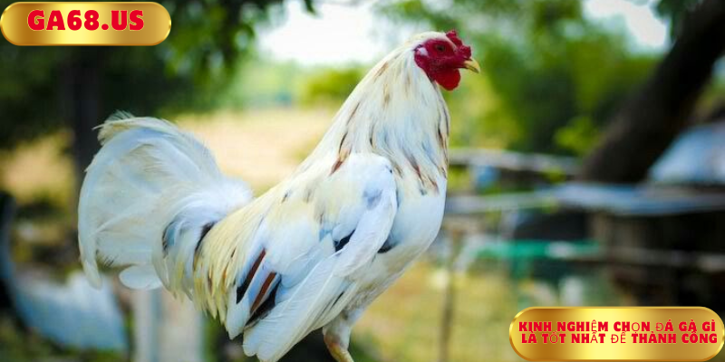 Kinh Nghiệm Chọn Đá Gà Gì Là Tốt Nhất Để Thành Công Kinh Nghiệm Chọn Đá Gà Gì Là Tốt Nhất Để Thành Công