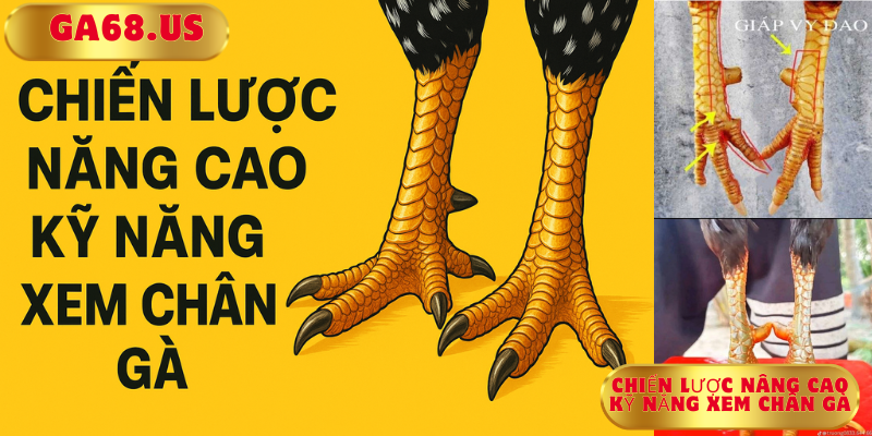Chiến lược nâng cao kỹ năng xem chân gà Chiến lược nâng cao kỹ năng xem chân gà