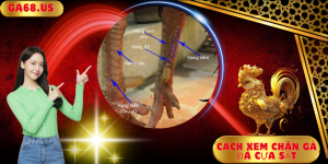 Cách xem chân gà đá cựa sắt Ga68